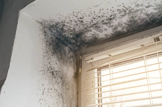 Affordable Attic Mold Remediation solutions in Dunn Loring, VA